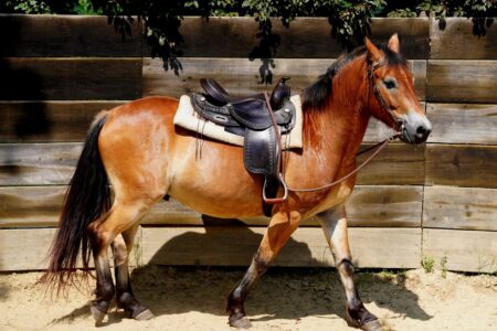Close-up of a traditional English leather saddle showing the structured gullet panel arch