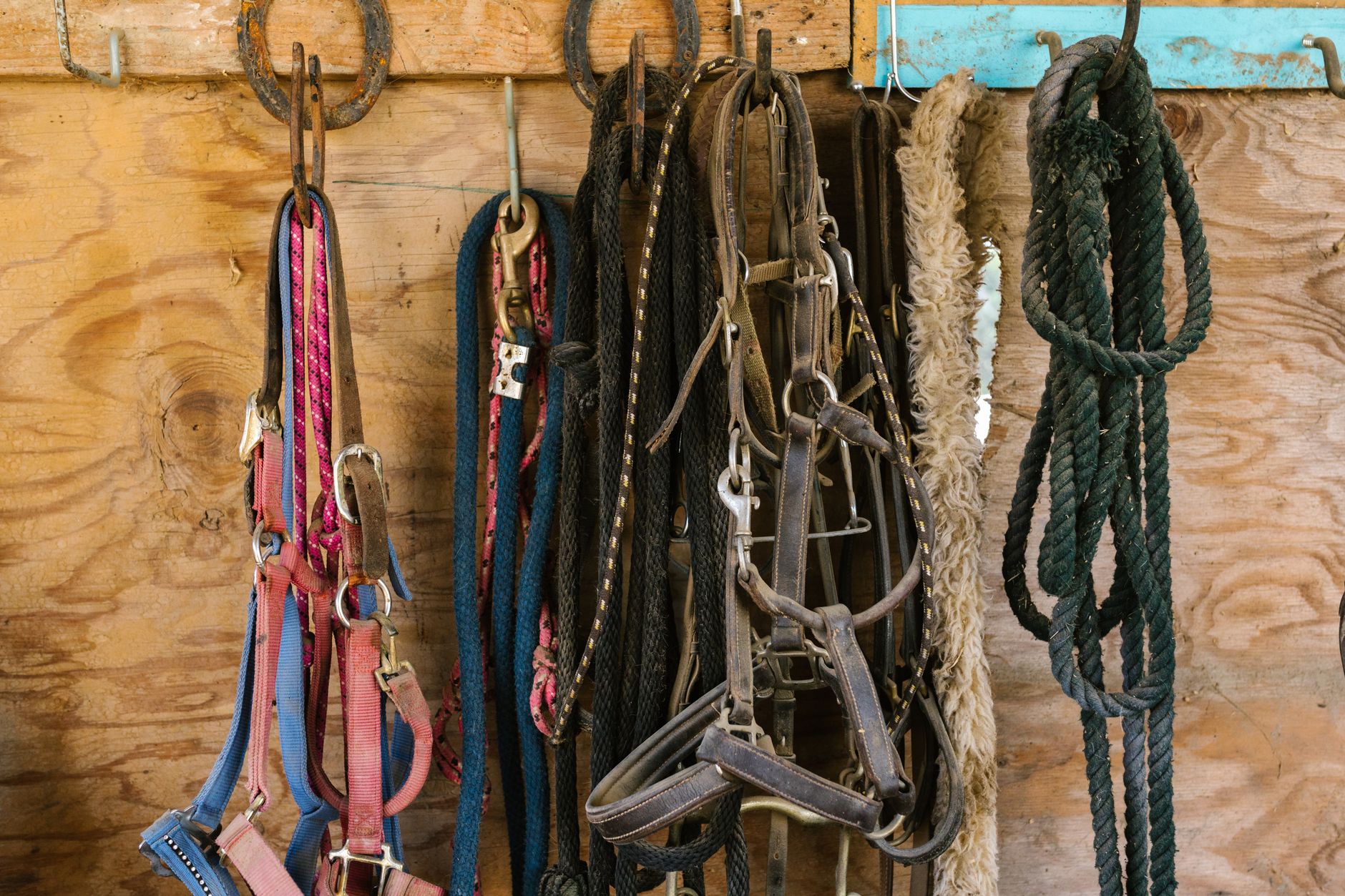 Polo club tack room interior with leather saddles and bridles showing traditional equestrian craft